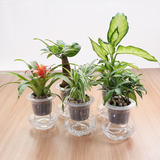 水培玻璃自动吸水盆绿萝发财树吊兰万年青办公室内花卉绿植物盆栽