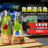 鱼缸水族箱创意斗鱼缸玻璃迷你小型造景生态瓶办公室桌面斗鱼瓶