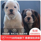 【58心宠】纯种英国斗牛犬宠物级幼犬出售 宠物狗狗活体 深圳包邮