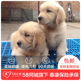 【58心宠】纯种金毛单血统幼犬出售 宠物狗狗活体 成都包邮