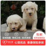【58心宠】纯种古牧宠物级幼犬出售 宠物狗狗活体 同城包邮