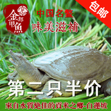 【第二只半价】生态甲鱼水鱼团鱼600g野长王八3年中华鳖活体鲜活