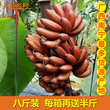 红皮香蕉果园直销新鲜水果自然熟红色香蕉 红米蕉8斤批发包邮