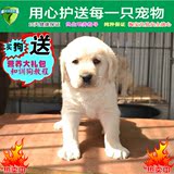 纯种拉布拉多犬幼犬  上海易宠人气奶白色家养宠物狗导盲犬大型犬