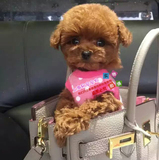 《上海易宠》纯种泰迪犬幼犬棕红色贵宾犬小型犬家养宠物狗可上门