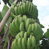 香蕉新鲜水果广东高州特产农家自产无催熟非米蕉粉蕉 banana包邮