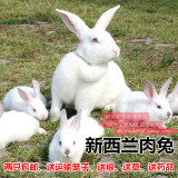 健康包活宠物兔宝宝公主兔小白兔黑兔熊猫兔兔子活体2只包邮