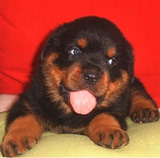 出售赛级血统罗威纳犬幼犬大型犬公母均有保证健康罗威纳宠物狗1