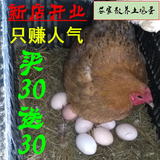 泥巴小镇农家散养土鸡蛋当天新鲜草鸡蛋自养原生态柴鸡蛋30枚包邮