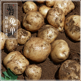 三峡黎明村自种土豆非转基因小土豆新鲜无公害有机马铃薯包粉