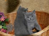 英短蓝猫宠物自家养猫咪蓝色纯种英国短毛活体英短立耳喵MM