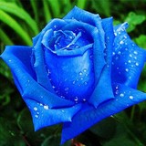 【蓝色玫瑰】玫瑰花苗花卉绿植物室内外盆栽景 5年玫瑰花苗树状