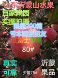 【山东沂蒙山水果】沂源红富士苹果，水晶富士冰糖心80#超级果