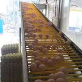 纯种五黑一绿乌骨鸡种蛋 高产乌骨鸡受精蛋孵小鸡孵化蛋20包邮