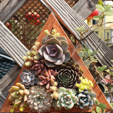 多肉画框壁挂相框壁挂花盆木质创意绿植实木画框肉植物 diy微景观