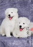 【亿宠】出售纯种萨摩幼犬 微笑天使中型犬宠物小狗狗活体包健康