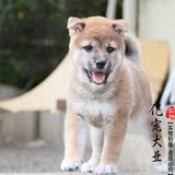 【亿宠】出售纯种健康小狗柴犬 中型犬 宠物狗狗活体 支持支付宝