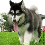 【亿宠】巨型犬阿拉斯加 幼犬 宠物狗狗活体 雪橇犬标准十字脸狗