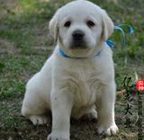 【亿宠】出售纯种健康拉布拉多幼犬 大型导盲犬宠物小狗狗活体