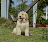 【亿宠】出售纯种金毛幼犬大头宽嘴大型犬宠物小狗狗活体保证纯种
