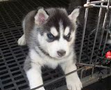 【亿宠】三把火蓝眼睛二货哈士奇幼犬出售 中型雪橇犬宠物狗活体