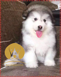纯种阿拉斯加幼犬雪橇犬赛级幼犬宠物狗狗出售保健康 活体出售
