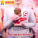 [寻找天使]1206韩系大眼睛小狗狗幼犬宠物活体茶杯泰迪犬宠物玩具