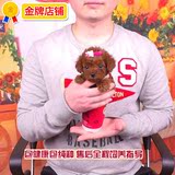 [寻找天使]7571韩系纯种泰迪犬茶杯泰迪幼犬活体宠物狗狗玩具超小