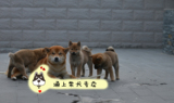 纯种日本柴犬赤色幼犬狗狗出售 小型犬宠物狗适合家养保证健康