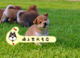 纯种柴犬 柴犬幼犬出售 柴犬纯种幼犬柴犬日本纯种 中小型宠物狗