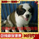 双赛级血统家养宠物狗 纯种巨型圣伯纳犬 救援护卫活体幼犬出售01