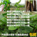 滴水观音包邮 霸王芋 产地野生 室内外盆栽，大小绿植,水培植物