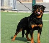 出售纯种赛级德系罗威纳幼犬，大型犬护卫犬防暴犬