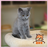 墨宝宝家出售宠物纯种英国短毛猫英短蓝猫立耳折耳活体幼猫幼崽1