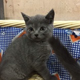重庆名猫繁殖基地纯种英国短毛猫蓝猫美短折耳猫加菲猫出售