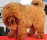 上海藏獒幼犬出售/纯种铁包金黑色红色藏獒幼犬/宠物犬狗狗/