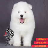纯种萨摩耶 幼犬 微笑天使白色宠物 澳系狗狗dfv