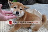 出售纯种柴犬活体宠物狗日本柴犬幼犬小型家庭犬日系柴犬狗崽74