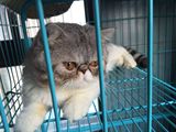 出售纯种高品质异国短毛猫 银虎斑加菲猫宠物猫活体 包健康保养活