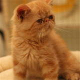 出售纯种高品质异国短毛猫 红虎斑加菲猫宠物猫活体 包健康保养活