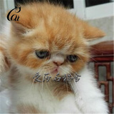 出售纯种加菲猫 宠物猫活体大脸猫 异国短毛猫 加菲猫平面脸