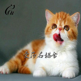 出售宠物猫活体幼猫 加菲猫 异国短毛猫 纯种健康加菲猫