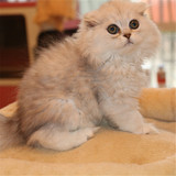 出售 活体宠物猫 纯种金吉拉幼猫 碧绿眼猫咪 银渐层猫有视频