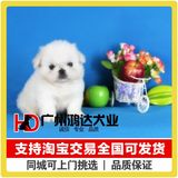 支持淘宝交易出售京巴犬幼犬 纯种京巴北京犬狮子狗狗狗宠物狗
