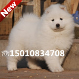 出售纯种澳版白魔法血西伯利亚雪橇萨摩耶幼犬宠物狗活体免费送货