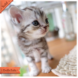 【CatWorks】猫工房 CFA美国短毛猫 起司猫 标准美短银虎斑宠物猫