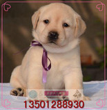 北京拉布拉多犬幼犬出售纯种赛级寻回猎犬奶白色黄色黑色宠物狗H2