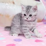 美国短毛猫 美短银色虎斑猫 幼猫 小公猫 2016.1