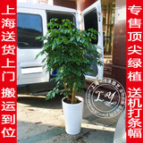 绿宝树幸福树盆栽 大型绿植客厅花卉办公室绿化植物 上海送货上门