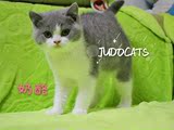 【JUDO CATS】CFA英国短毛猫mm 蓝白英短 正八字澳血（奶酪）已定